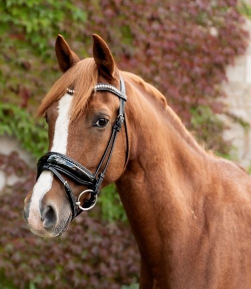 Accueil Portrait d'un cheval alezan aux Écuries de Beauregard à Wanze avec bridon noir.
