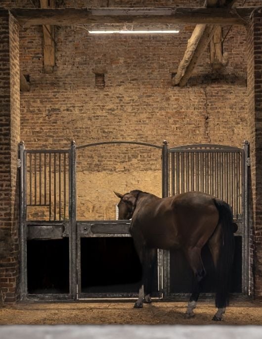 Accueil Cheval bai dans son box aux Écuries de Beauregard près de Huy.