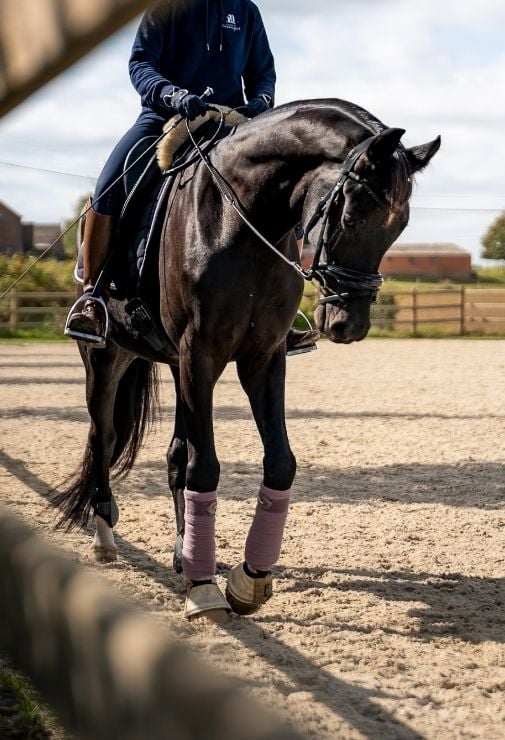 Accueil Cheval noir en séance de travail aux Écuries de Beauregard près de Amay, équipé de guêtres de dressage.