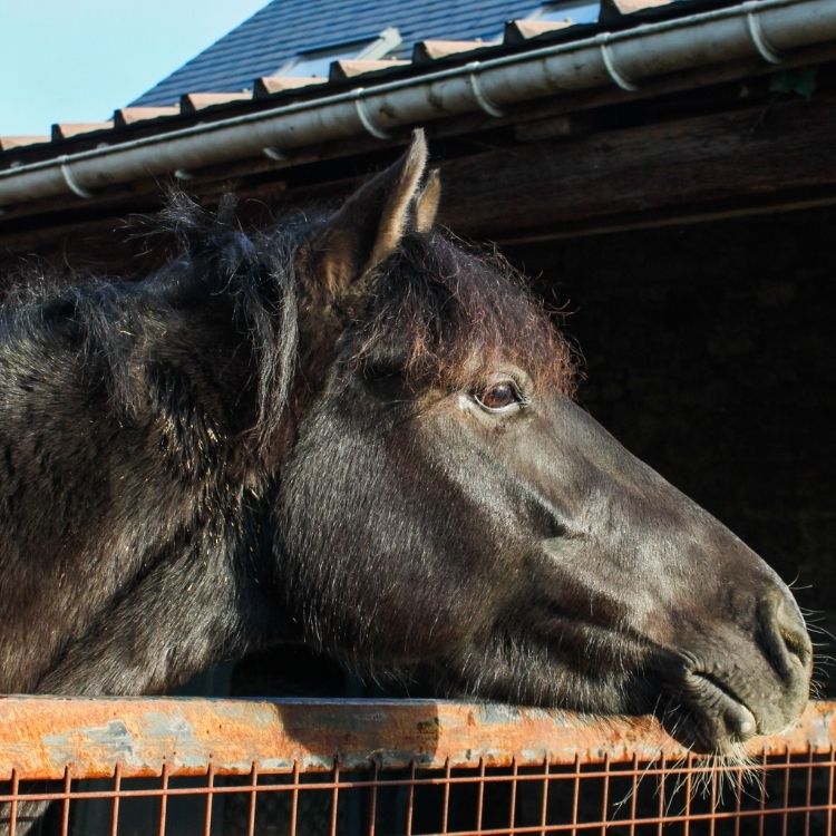 Cheval noir observant l'extérieur depuis l'ouverture de son box aux Écuries de Beauregard.