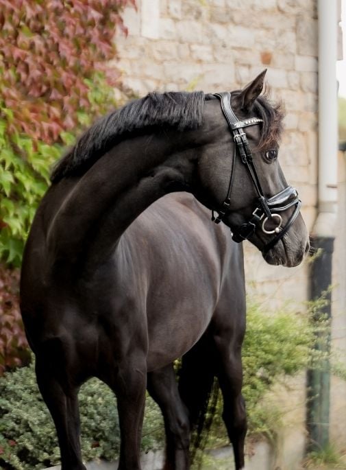 Accueil Cheval noir présenté aux Écuries de Beauregard près de Huy, avec bridon de dressage.