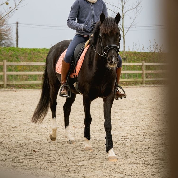 Cheval noir monté lors d'une séance de travail en carrière aux Écuries de Beauregard.