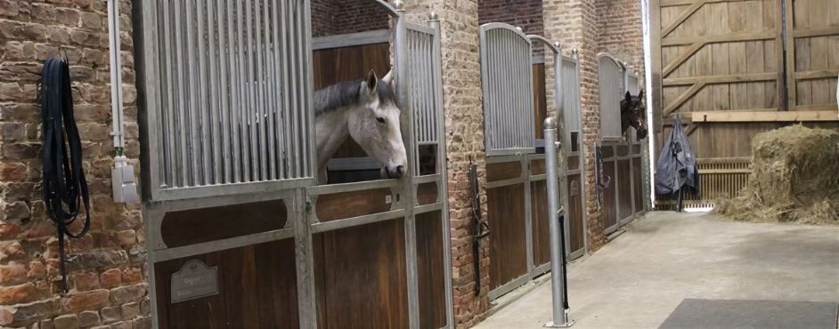 À propos Chevaux regardant hors de leurs boxes dans l'écurie aux Écuries de Beauregard à Wanze.