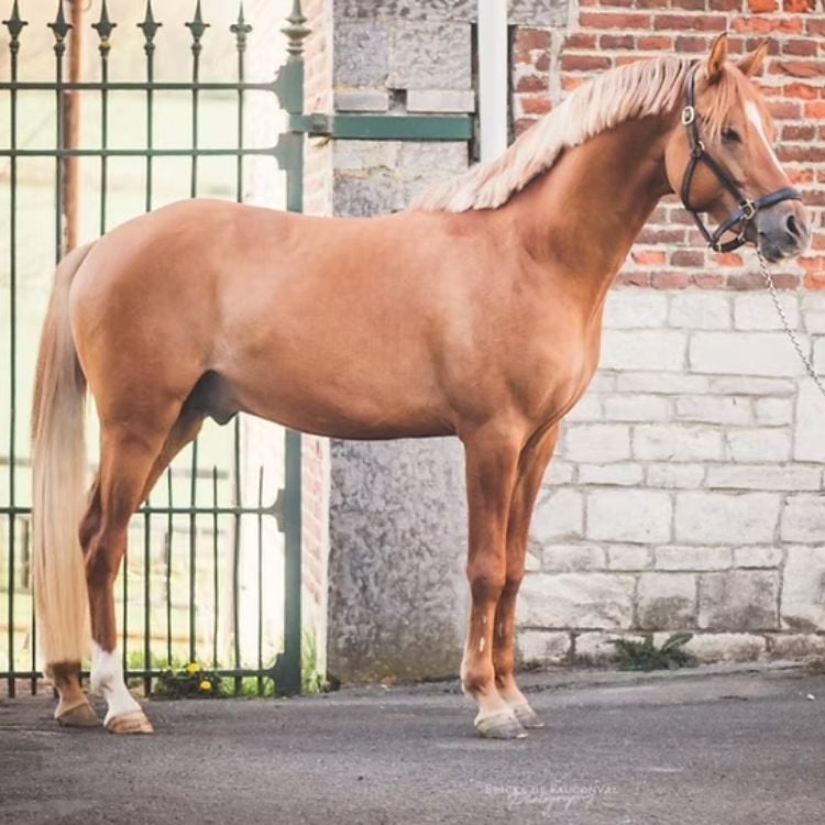 Cheval alezan aux Écuries de Beauregard près de Liège.