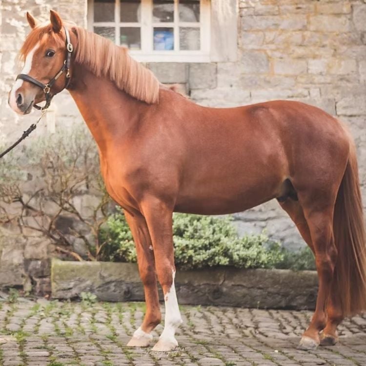 Cheval alezan aux Écuries de Beauregard à Liège.