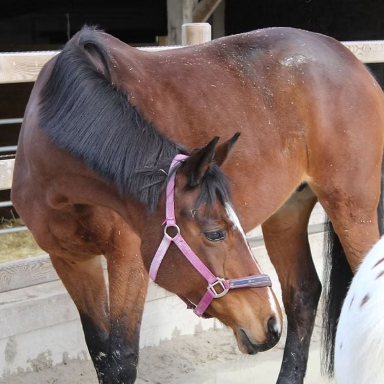 Cheval brun aux Écuries de Beauregard à Wanze.