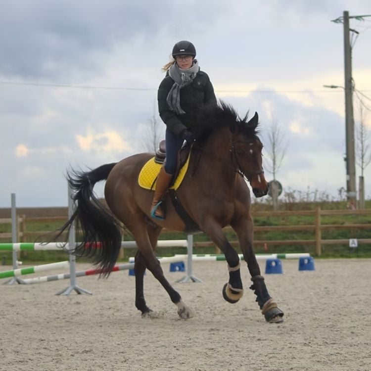 Cheval brun monté lors d'un entraînement aux Écuries de Beauregard à Wanze.