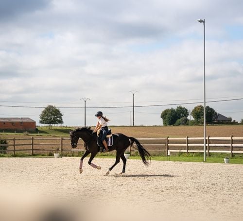 Accueil Ombeline montant un cheval brun aux Écuries de Beauregard à Wanze pendant une séance d'équitation.