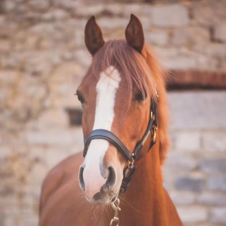 Portrait gros plan d'un cheval alezan aux Écuries de Beauregard à Huccorgne.
